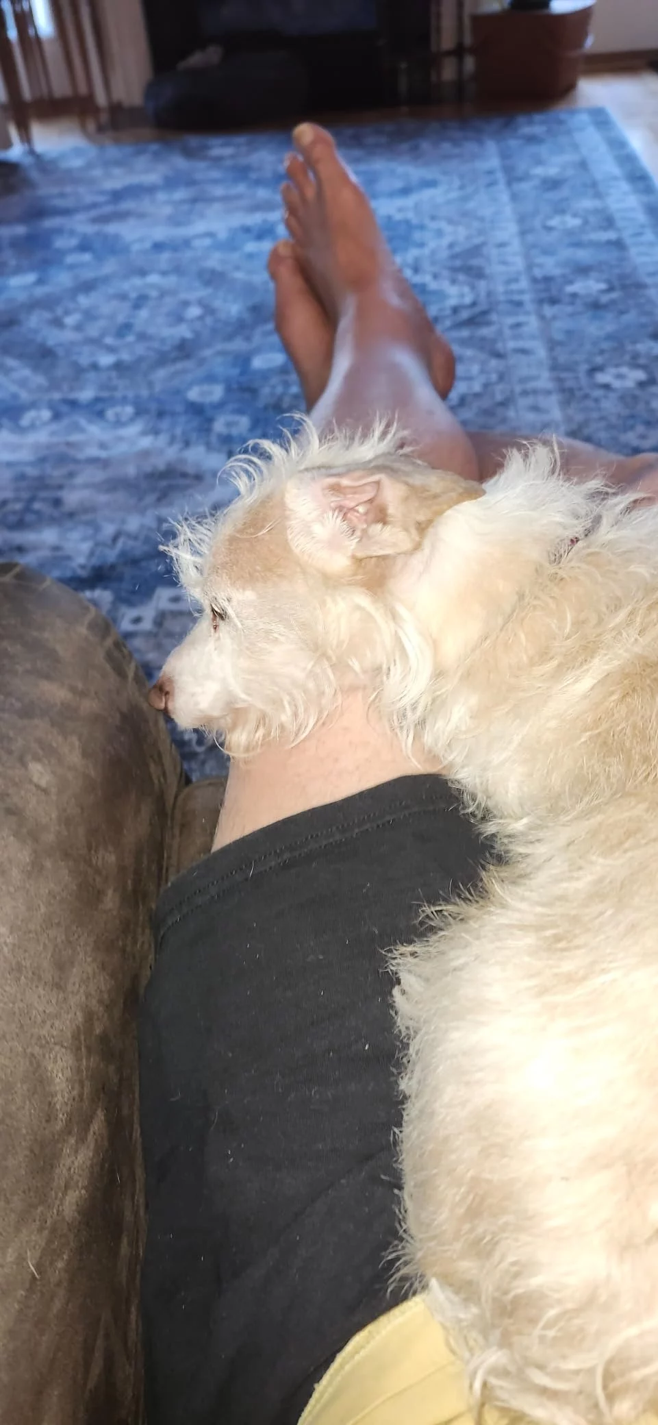 Adult Chicken, Rice & Barley Dry Dog Food for Dental Health - Tartar Control Formula with Crunchy Kibble to Clean Teeth & Fresh Breath photo review