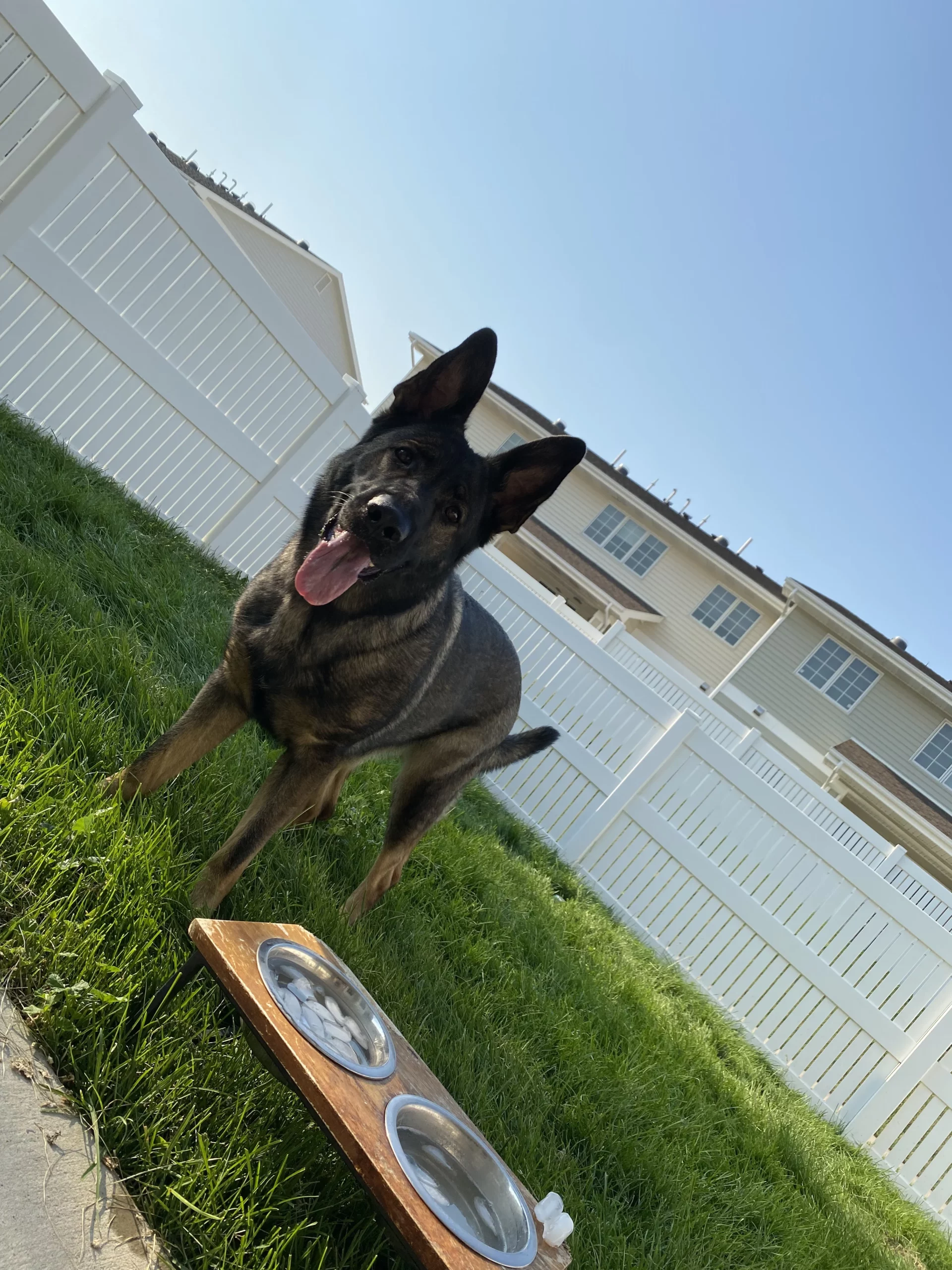 Large Breed Adult Dog Food Chicken Recipe No Corn, Wheat or Soy photo review