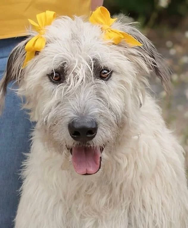 Large Breed Adult Dog Food Chicken Recipe No Corn, Wheat or Soy photo review