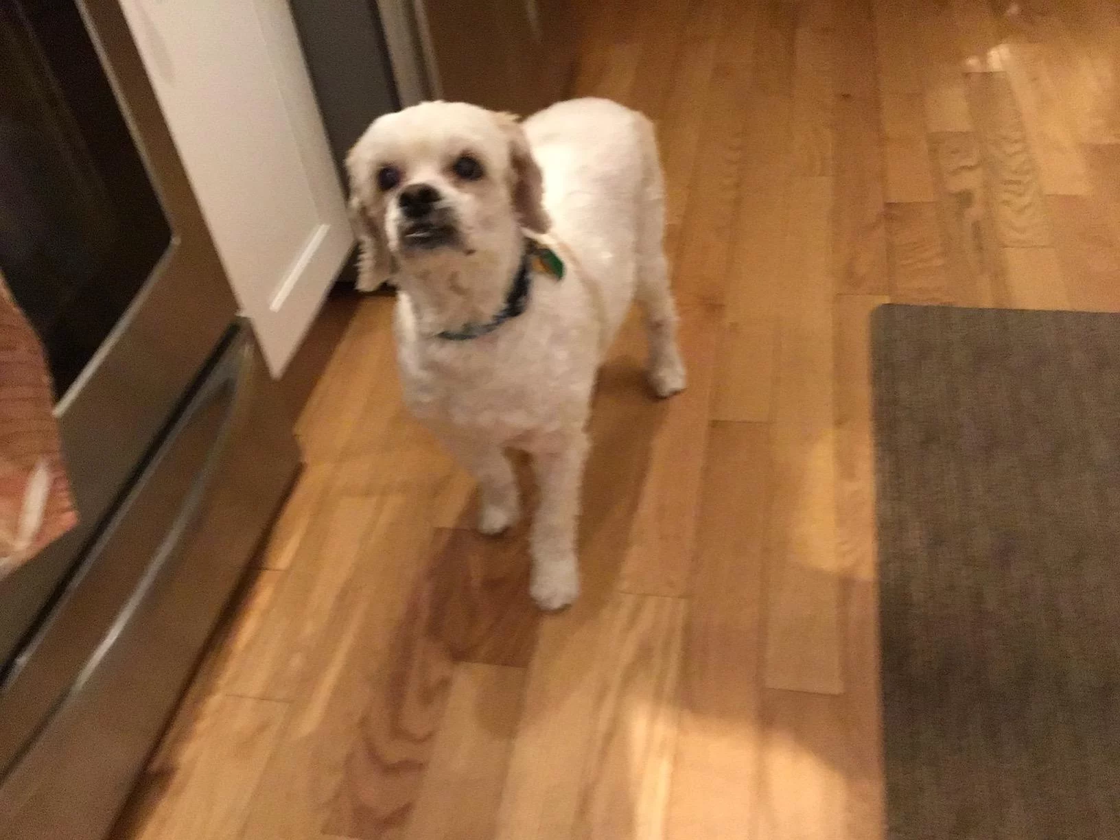 Adult Light Dry Dog Food with Chicken & Barley - Low Calorie Formula for Healthy Weight Management and Satiety - Highly Digestible photo review