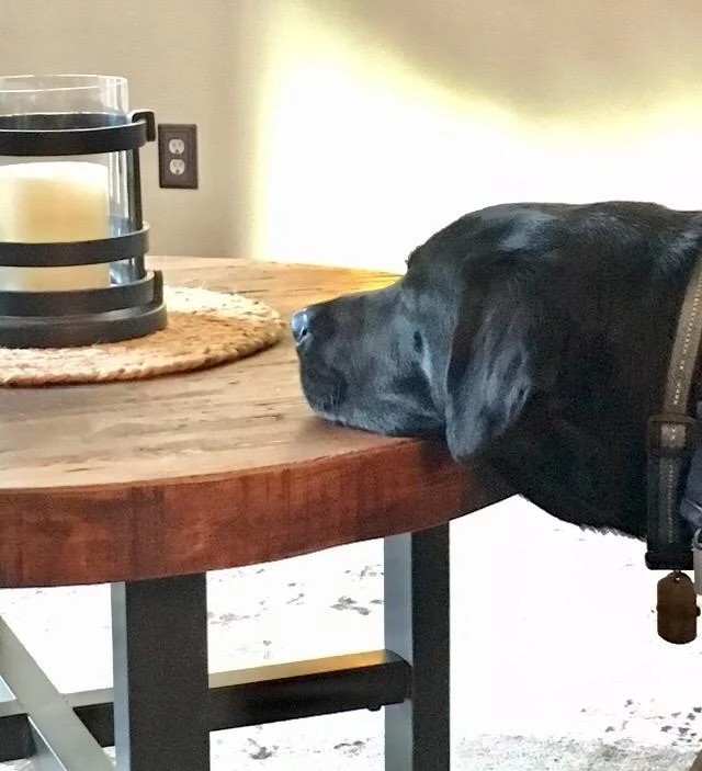 Adult Light Dry Dog Food with Chicken & Barley - Low Calorie Formula for Healthy Weight Management and Satiety - Highly Digestible photo review