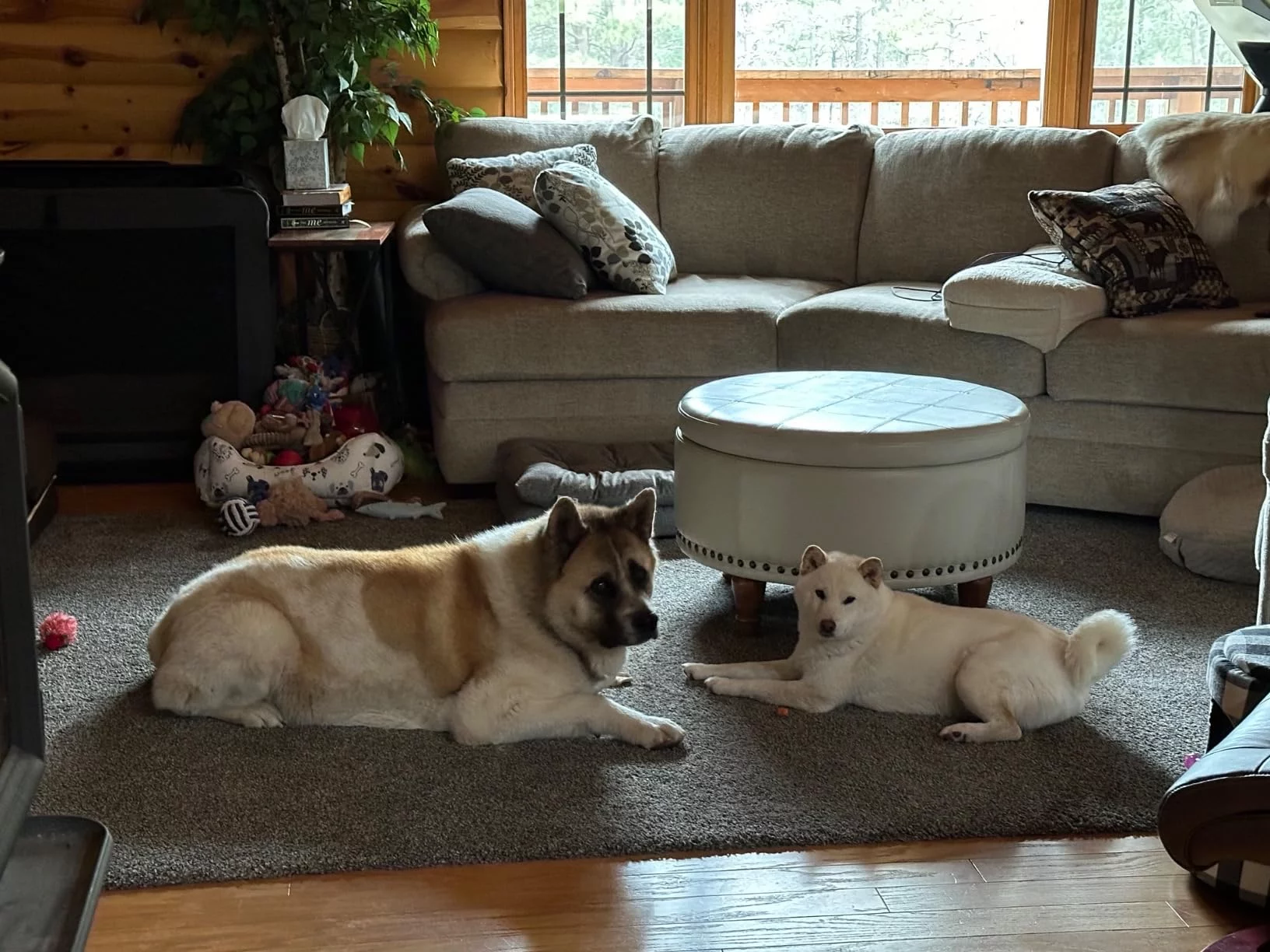 Large Breed Adult Dry Dog Food for Joint & Mobility Health - Enhanced with EPA & Glucosamine - Chicken, Brown Rice & Barley Recipe photo review