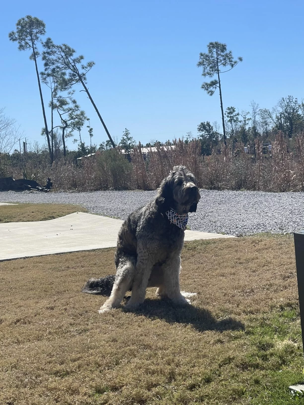 Large Breed Adult Dry Dog Food for Joint & Mobility Health - Enhanced with EPA & Glucosamine - Chicken, Brown Rice & Barley Recipe photo review