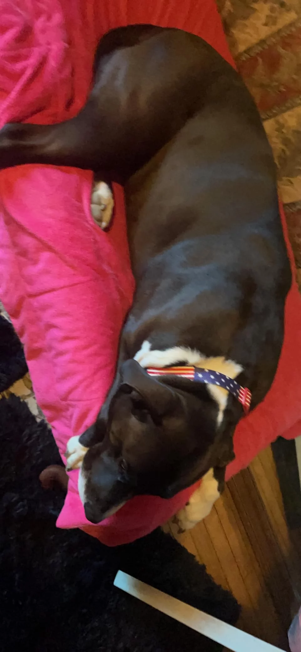 Large Breed Adult Dry Dog Food for Joint & Mobility Health - Enhanced with EPA & Glucosamine - Chicken, Brown Rice & Barley Recipe photo review