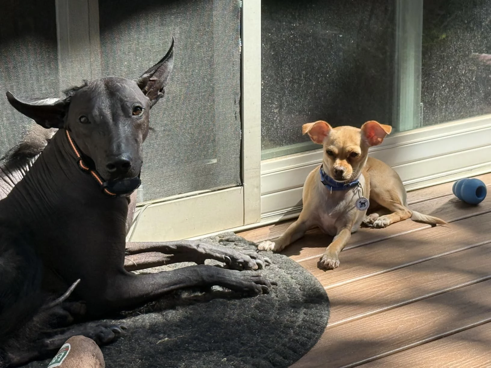 High-Protein Whitefish & Ancient Grains Dry Dog Food - Wholesome, Natural Recipe for Adult Dogs & Puppies photo review