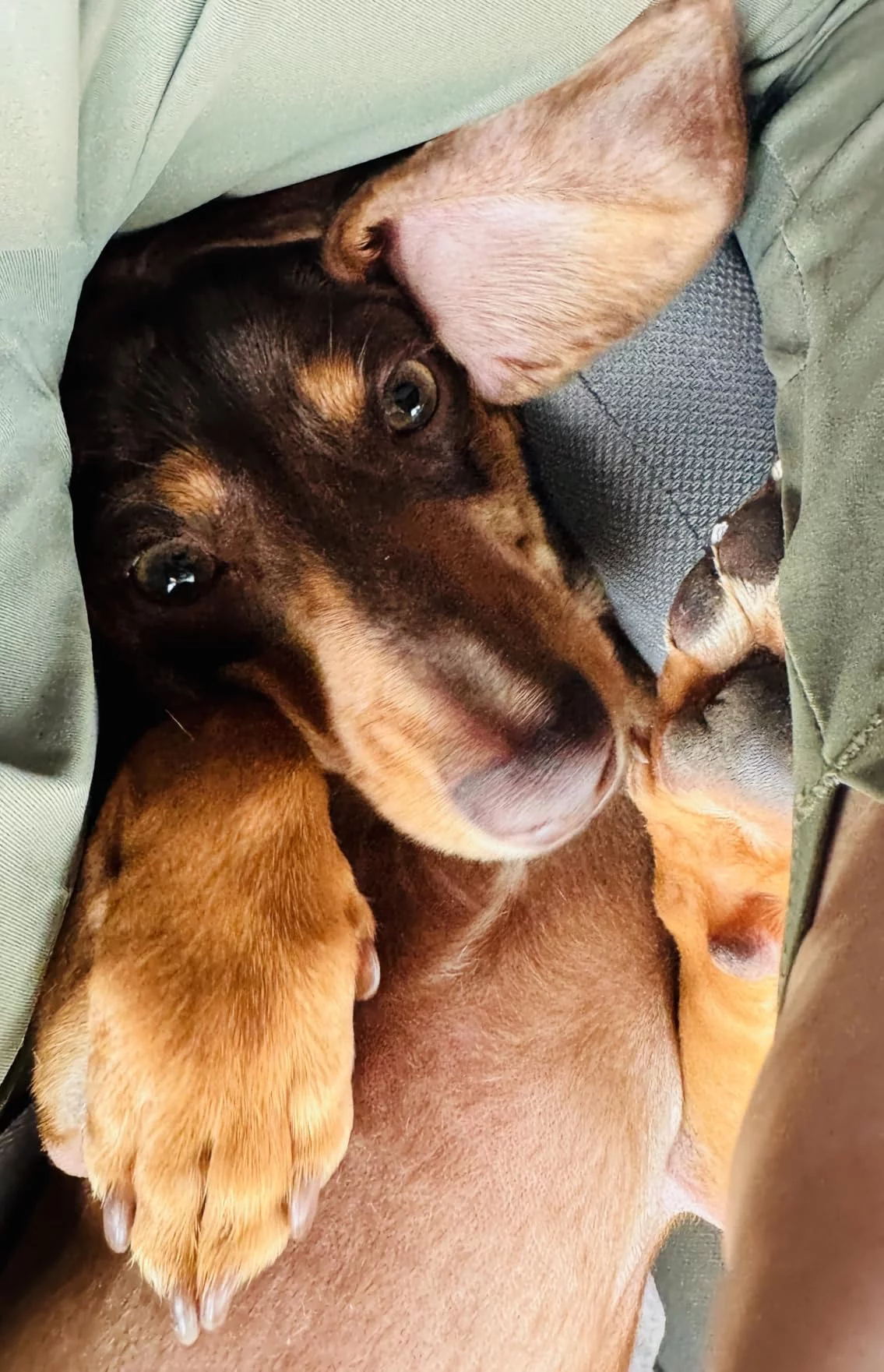 Click to view full screen Sport Performance 30/20 Dry Dog Food for All Ages - Salmon & Rice Formula - Maximum Energy & Endurance for Active, Working Dogs photo review