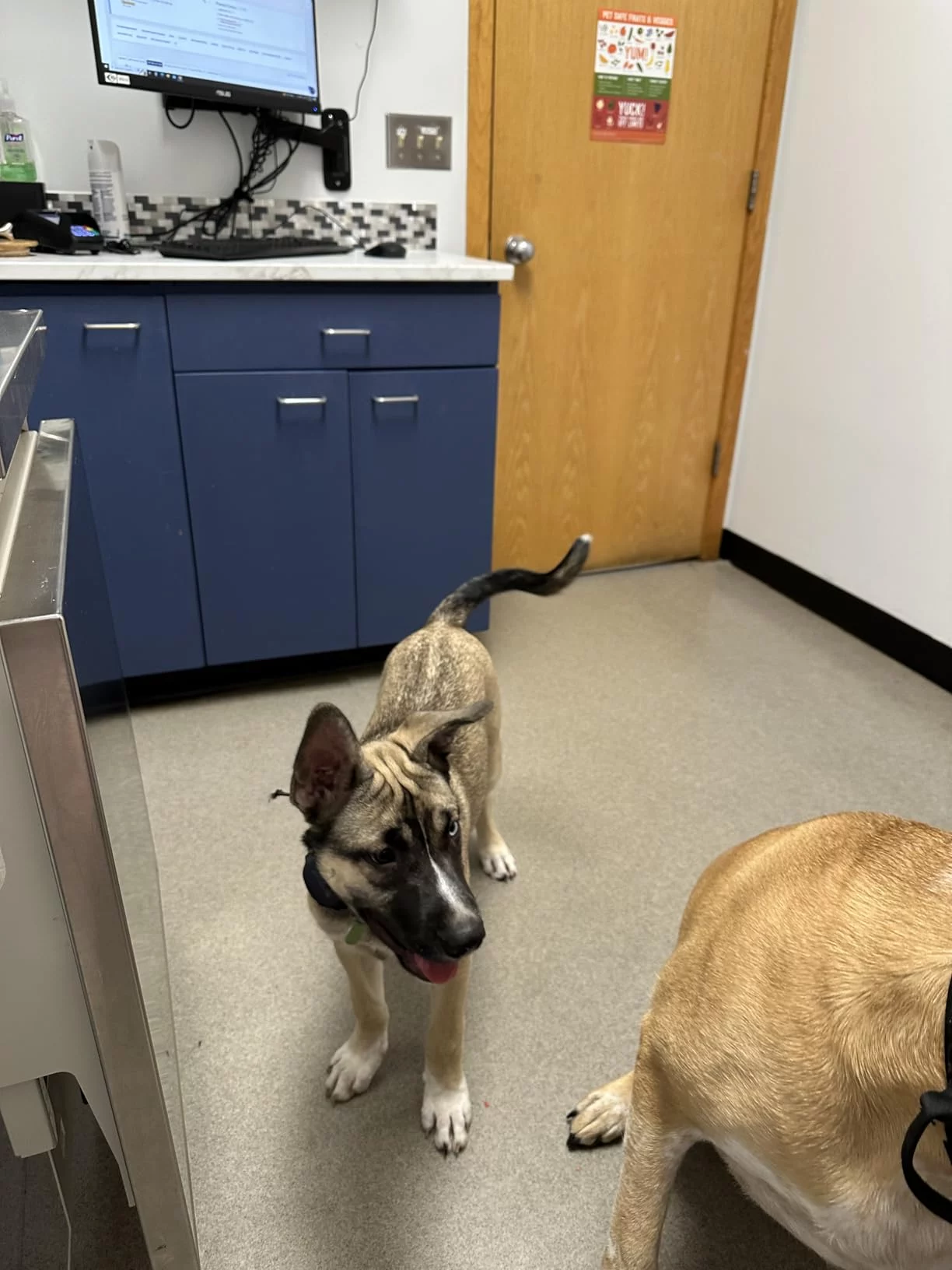 Lamb & Rice Formula Dry Puppy Food for Optimal Growth - Enhanced with DHA for Brain & Vision Development - Highly Digestible photo review