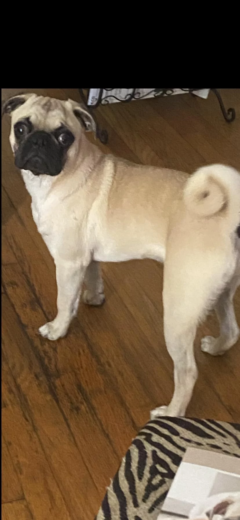 Lamb & Rice Formula Dry Puppy Food for Optimal Growth - Enhanced with DHA for Brain & Vision Development - Highly Digestible photo review