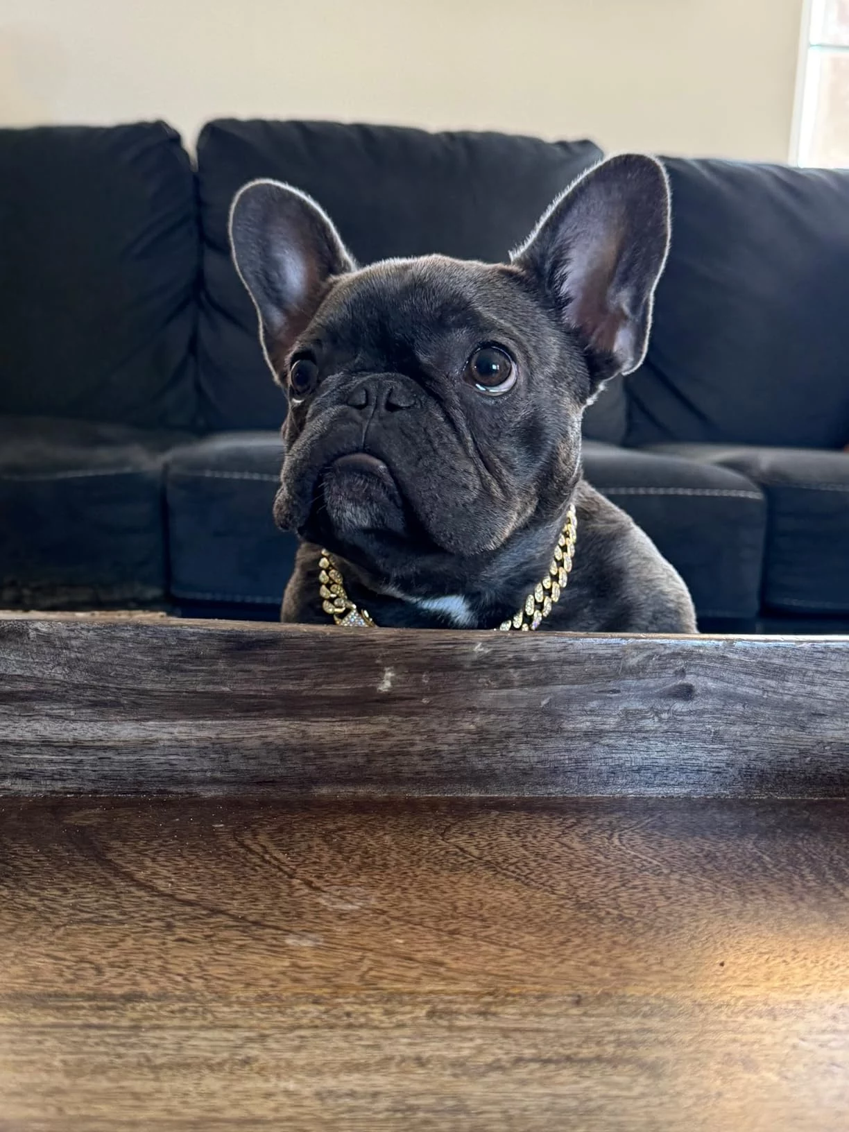 French Bulldog Adult Dry Dog Food - Tailored Kibble Shape for Easy Eating - Digestive Health Formula for Reduced Gas & Healthy Skin photo review