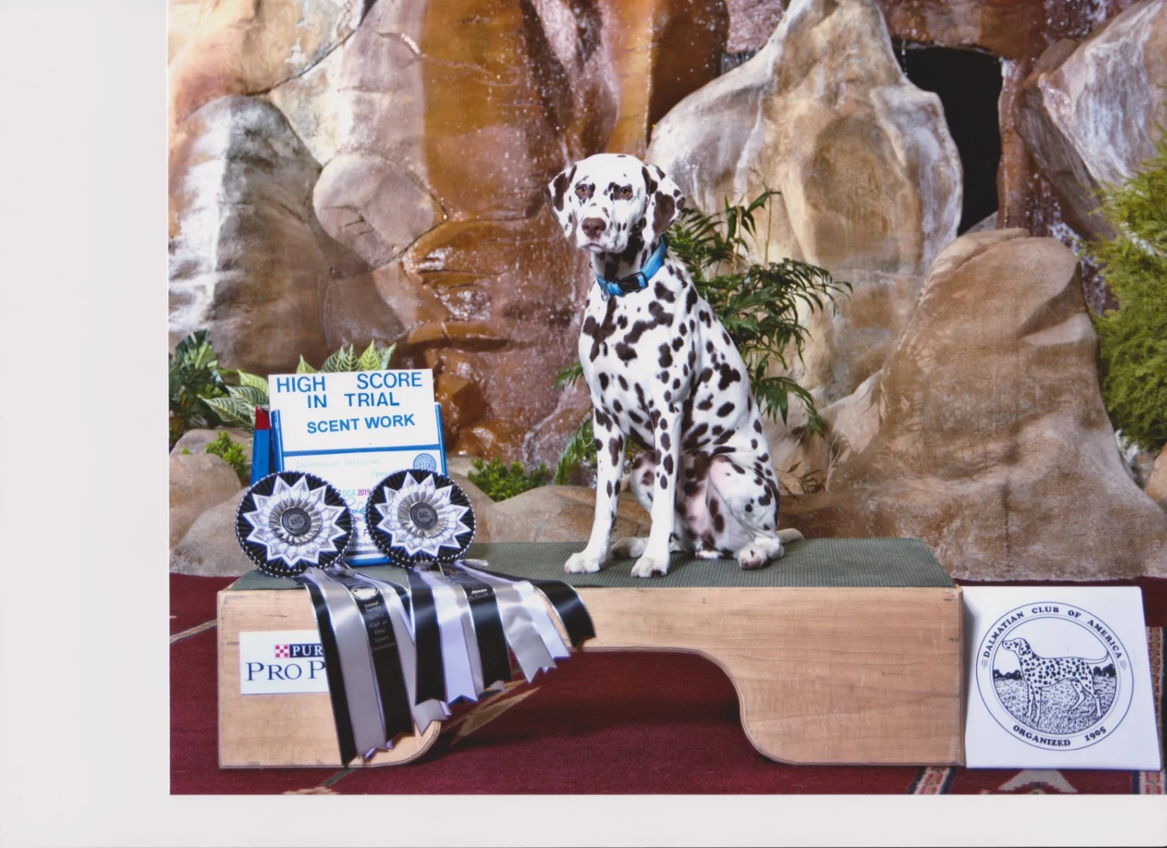 Dalmatian Adult Dry Dog Food - High-Quality Protein & L-Carnitine Formula for Skin Health, Urinary Tract Support & Coat Shine photo review