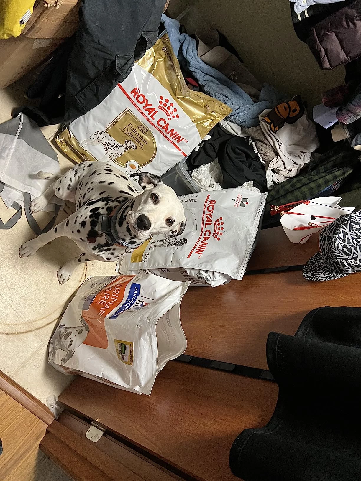 Dalmatian Adult Dry Dog Food - High-Quality Protein & L-Carnitine Formula for Skin Health, Urinary Tract Support & Coat Shine photo review