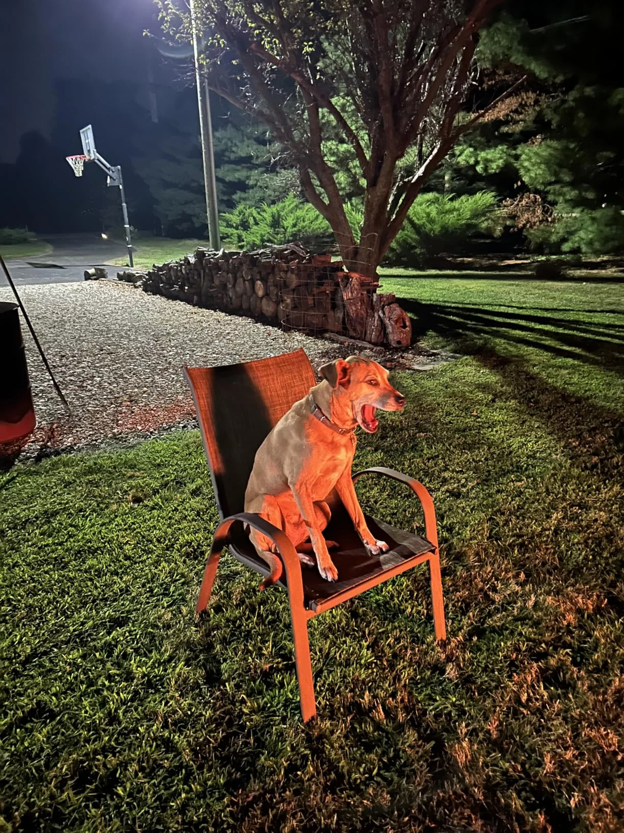 Specially Formulated Dry Dog Food for Adult Medium Breeds photo review