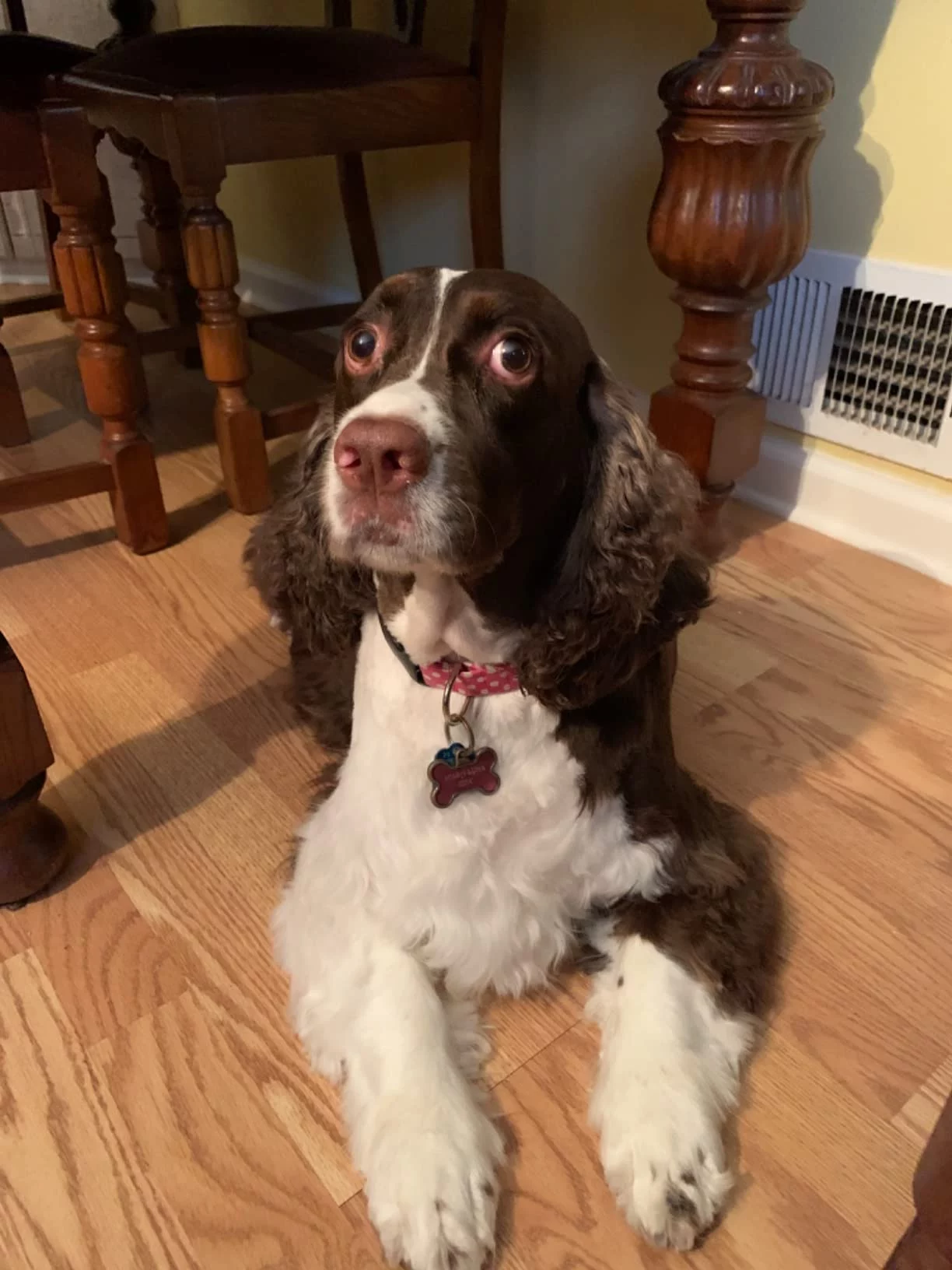 Specially Formulated Dry Dog Food for Adult Medium Breeds photo review