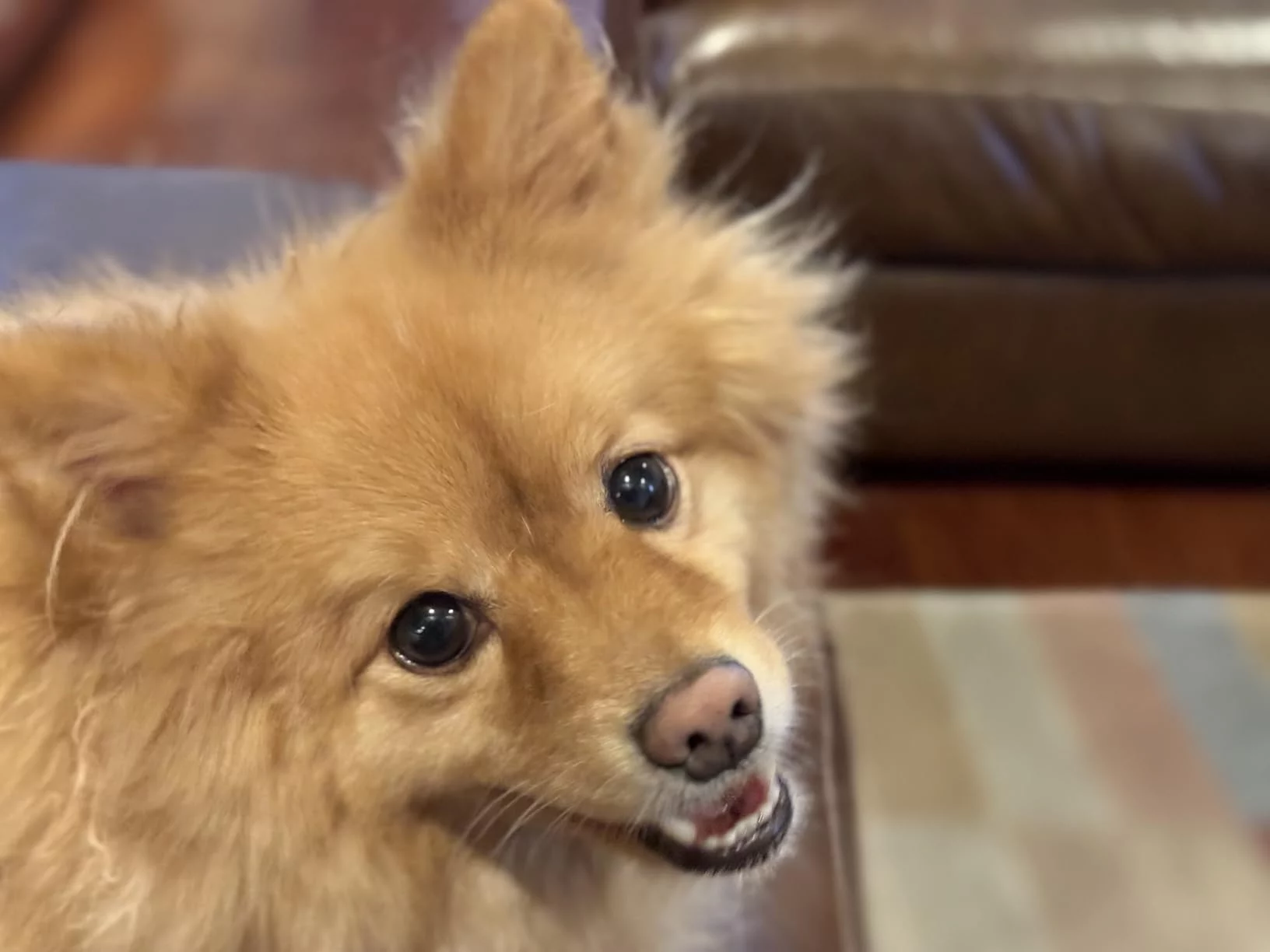 Small Breed Adult Dry Dog Food - High Energy Formula with Optimized Calorie Content for Small Dogs - Supports Coat Health & Easy Digestion photo review