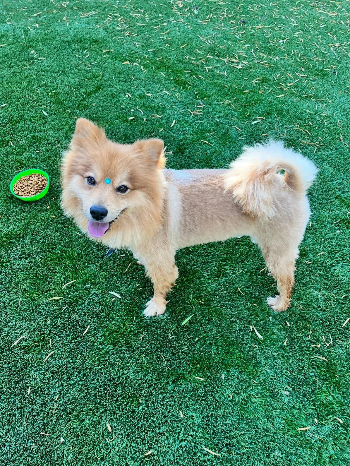 Small Breed Adult Dry Dog Food - High Energy Formula with Optimized Calorie Content for Small Dogs - Supports Coat Health & Easy Digestion photo review