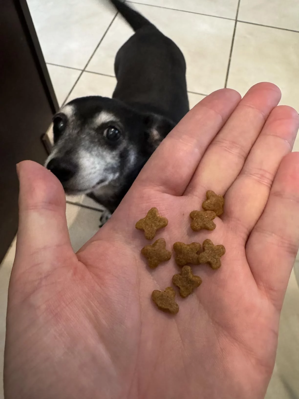 Small Breed Adult Dry Dog Food - High Energy Formula with Optimized Calorie Content for Small Dogs - Supports Coat Health & Easy Digestion photo review