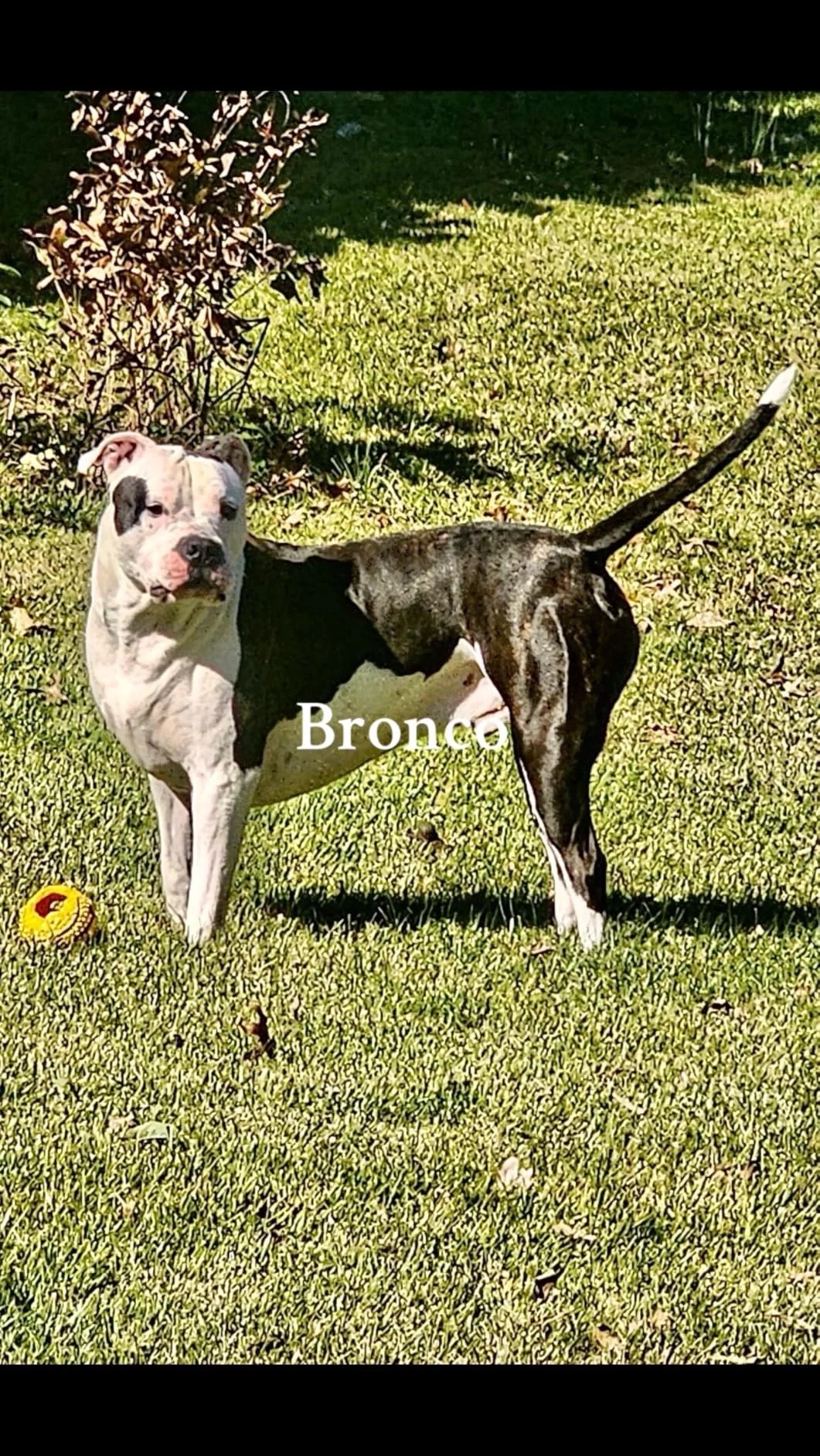 Large Breed Adult Dry Dog Food - Joint Support Formula with Glucosamine & Chondroitin - Promotes Healthy Bones, Weight Management & Easy Digestion photo review