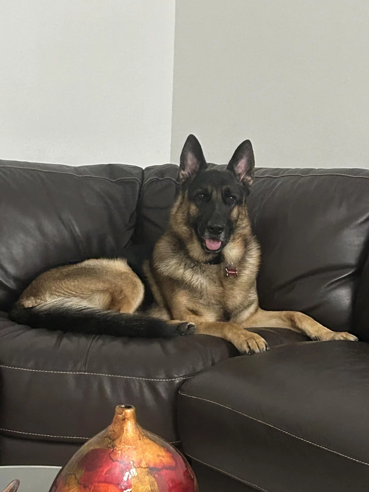 Large Breed Adult Dry Dog Food - Joint Support Formula with Glucosamine & Chondroitin - Promotes Healthy Bones, Weight Management & Easy Digestion photo review