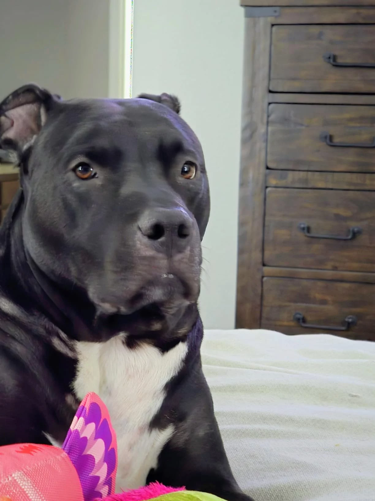 Large Breed Adult Dry Dog Food - Joint Support Formula with Glucosamine & Chondroitin - Promotes Healthy Bones, Weight Management & Easy Digestion photo review