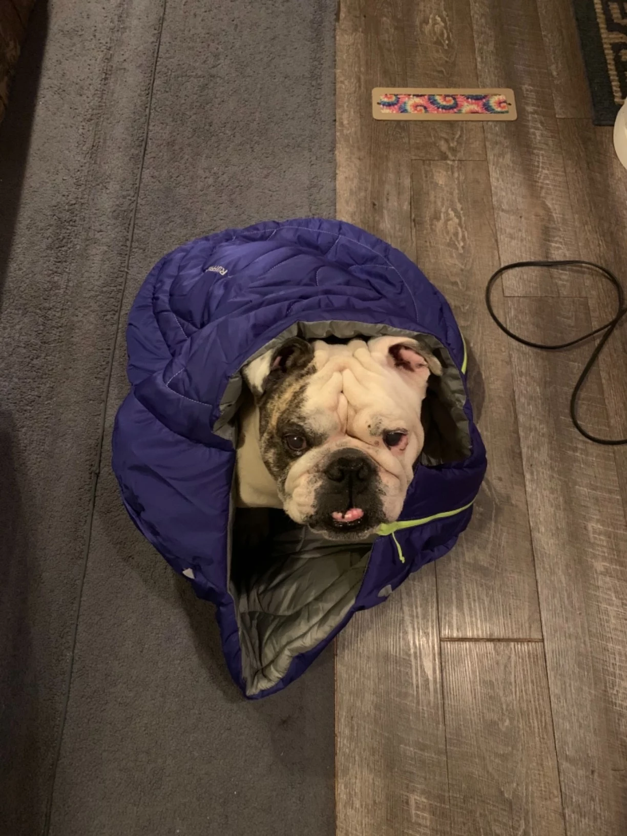 Warm Sleeping Bag for Dogs on Camping Trips photo review