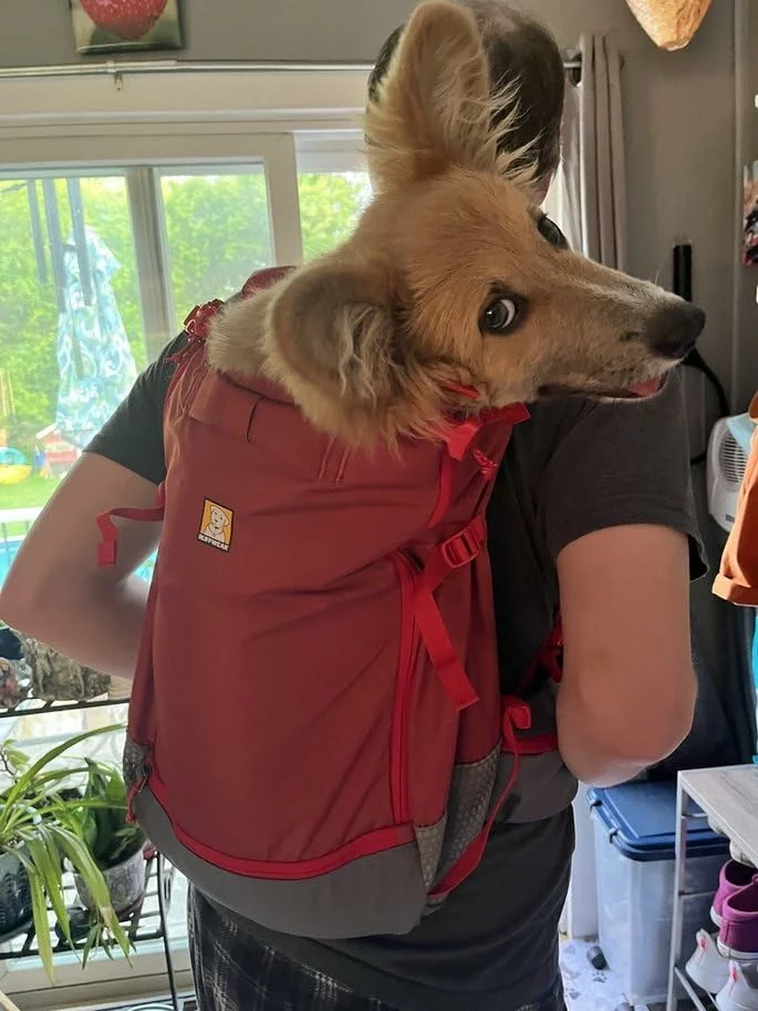 Dog Backpack Carrier with Secure Harness System photo review