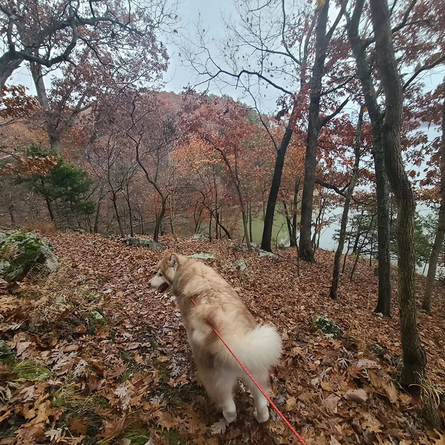 Adjustable Dog Leash with Hitch Clip System photo review