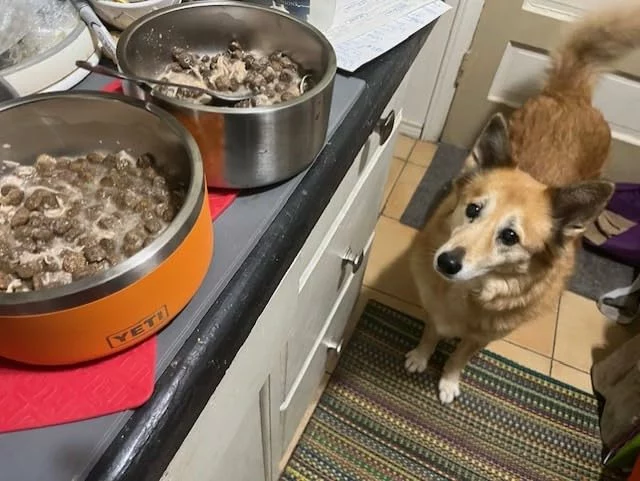 Durable 4-Cup Dog Bowl for Outdoor Use photo review