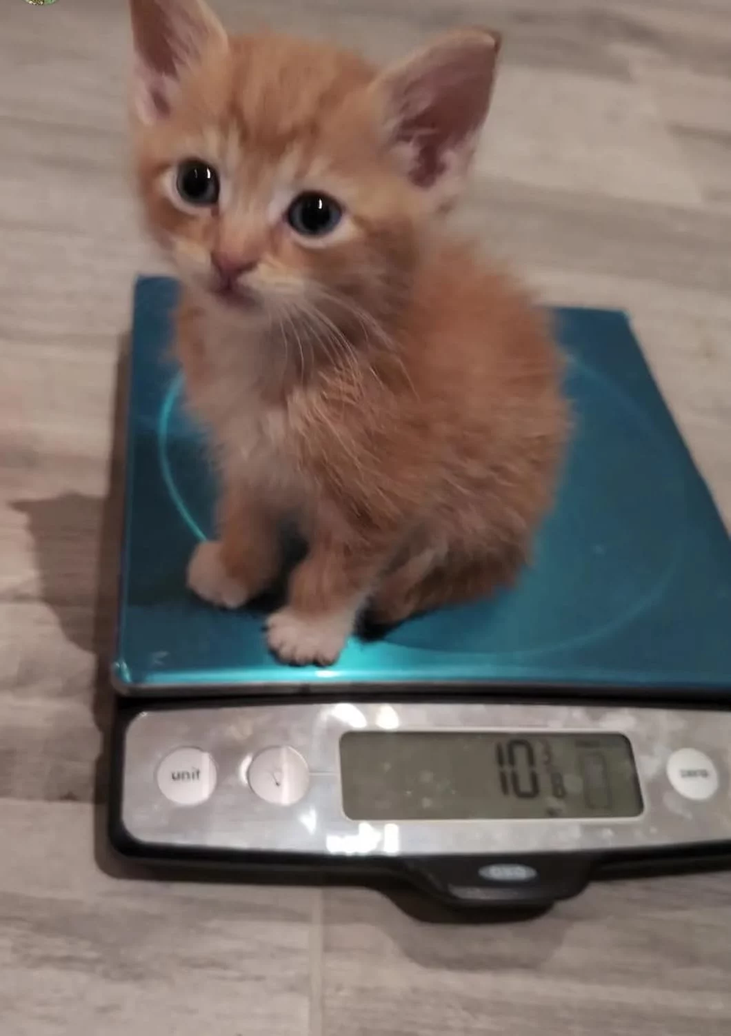 Stainless Steel Digital Kitchen Scale with Pull-Out Display - High Precision, Tare Function & Easy Readout - Compact for Baking and Cooking photo review