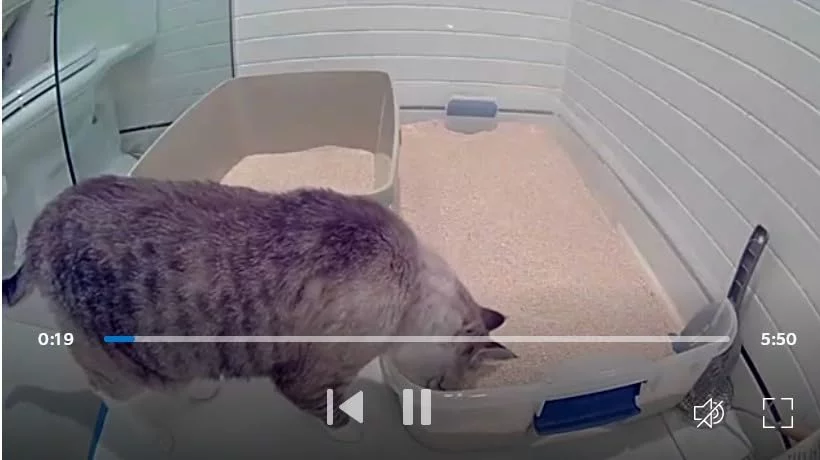 2-Pack Compact Home Security Camera System - HD Video, Two-Way Talk & Night Vision - Easy Setup, Ideal for Indoor Monitoring (White Finish) photo review